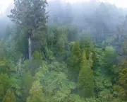 Australia's Landmark Nature Deal: Labor and Greens Forge New Environmental Laws