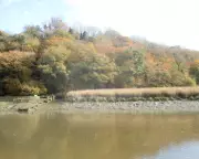 Autumn's Golden Glow: A Mild November in Cornwall's Tamar Valley