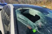 Bald Eagle Drops Cat Through Car Windscreen in Bizarre NC Incident