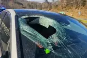 Bald Eagle Drops Cat Through Car Windscreen on North Carolina Highway