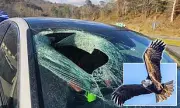 Bald Eagle Drops Dead Cat Through Car Windscreen on US Highway