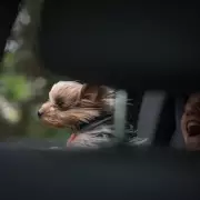 Battersea's £5k Warning to Dog Owners Over Car Travel Risks