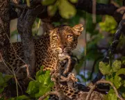 BBC's 'Kingdom' Drama Revolutionises Nature Filmmaking with David Attenborough's Groundbreaking Techniques