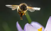 Bee Venom: The Natural Anti-Aging Breakthrough Backed by Science
