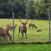 Beloved Stag Beheaded in Co Dublin Park: Public Outrage Over 'Callous Killing'