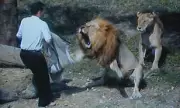 Biblical Reenactment Turns Deadly: Man Mauled After Entering Lion Enclosure in Bizarre Conversion Attempt