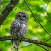 Bird Expert's Top Tip: Use Crows to Spot Owls in Winter Woods