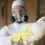 Bird Flu Outbreak in Worcestershire: H5N1 Confirmed in Midlands