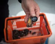 Brexit Crushes Menai Strait Mussel Trade: Exports Drop 99.95% Since 2022