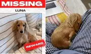 Brisbane Woman's £4,000 Search for Missing Dachshund Luna