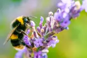 Bumblebees Learn Morse Code in Groundbreaking UK Study