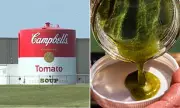 Campbell's Soup Faces Dual Crisis: 5,400 Illegal Wastewater Dumps & Bioengineered Meat Claims