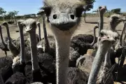 Canada's Ostrich Crisis: Bird Flu Outbreak Forces Mass Culling of Giant Birds