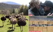 Canadian Ostrich Farm Cull: 314 Birds Slaughtered Amid Medical Research Claims