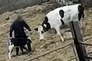 Cathedral City Supplier Suspended Over Shocking Cow Abuse Footage