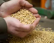 China Drops US Soybean Tariffs in Major Trade Thaw | Business Analysis
