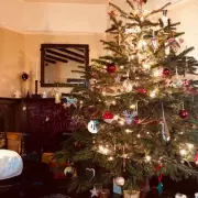 Christmas Tree Expert Warns of 1 Common Watering Mistake