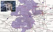 Colorado's Reintroduced Gray Wolves Edge Closer to Denver