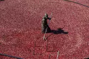 Cranberries: The Thanksgiving Superfood Fighting Heart Disease & Cancer