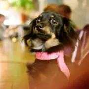 Dachshund's Hilarious Ring Camera Reaction Goes Viral on TikTok