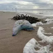 Deadly Jellyfish Invasion: UK Beachgoers Warned After Compass Jellyfish Sighting at Popular Seaside