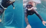 Diver's Miraculous Escape: Swallowed by Whale and Spat Out