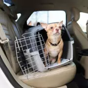 Dog owners risk £5,000 fine for breaking this driving rule