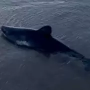 Dog Walker's Horror: Chilling Moment I Spotted Human Skull in Quiet Woodland