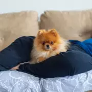 Dog's Annoying Habit of Nightly Licking Saved Owner From Sleep Apnoea