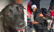 Dog's Dramatic Ocean Rescue: Labrador Saved Half Mile Off San Diego Coast