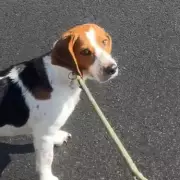 Dog's Incredible Toilet Training Stuns Owner: 'I've Never Seen Anything Like It!'