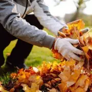 Don't Bag Them! Why Autumn Leaves Are Your Garden's Secret Weapon