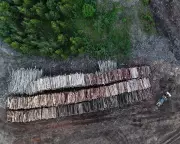 Drax Burns 250-Year-Old Canadian Trees Despite Green Pledge, Report Reveals