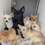 Eighty Dogs Rescued From Filthy UK Property in Major Animal Welfare Operation