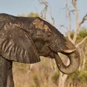 Elephant's Baby Bump Moment Sparks Zoochosis Debate on TikTok