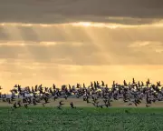 Elizabeth Line Soil Creates Essex Bird Haven: 39,000 Birds Now Overwinter