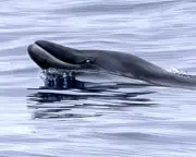 Elusive Ginkgo-Toothed Beaked Whale Seen Alive for First Time