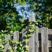English Ivy Crisis: The Silent Killer Strikes UK Gardens - Expert Reveals What You MUST Do Now