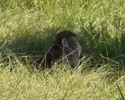 Escaped Monkey Shot Dead in Mississippi After Terrifying Zoo Breakout