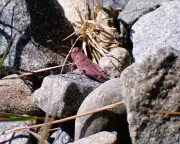 ‘Exceptionally Rare’ Pink Grasshopper Spotted in New Zealand Wild