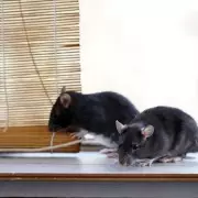 Expert Reveals: 7 Natural Ways to Banish Rats From Your Home Without Harm