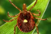 First Death from Tick-Borne Meat Allergy Reported in US