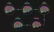 Five Key Brain Stages Revealed: Adolescence Lasts Until 32