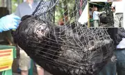 Florida Judge Approves Black Bear Hunt, 172 Bears at Risk
