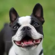 Foster Dog's Hilarious Hatred For Creed Band Goes Viral