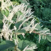 Garden Nightmares: 4 Invasive Plants That Could Destroy Your Property Value