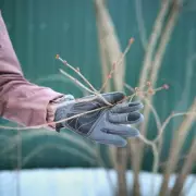 Gardener's Winter Tip: Stop Tidying for Healthier Spring Plants