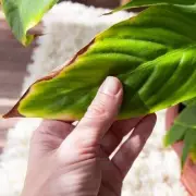 Gardening Expert Reveals Why Plant Leaves Turn Brown - Not Just Water