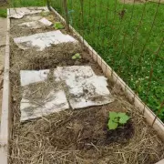 Gardening Expert's Cardboard Trick to Transform Your Winter Soil