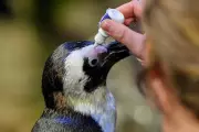Geriatric Penguin Paradise: Boston Aquarium Creates Retirement Island for Elderly Birds